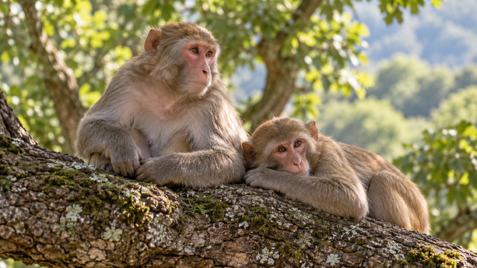 Two rhesus macaques rest on an oak branch.